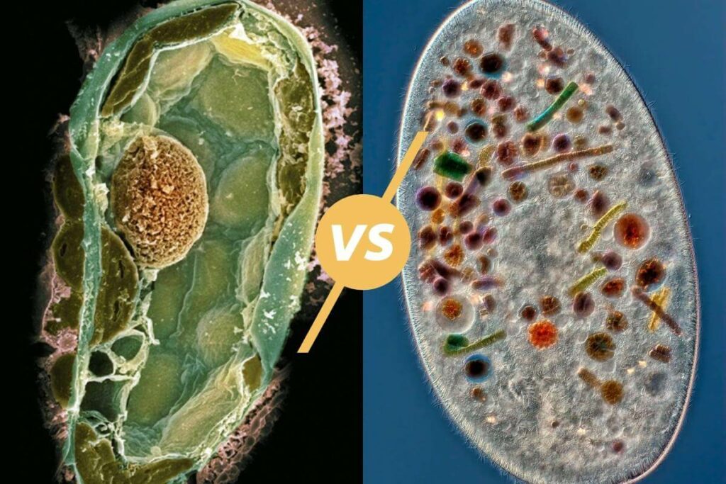 Diferencias entre célula animal y célula vegetal